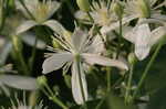 Leatherleaf clematis